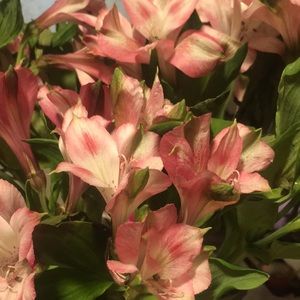 Meet your Posher, Patty